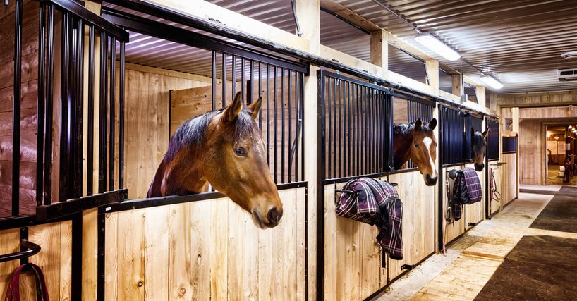 Three horses peeking from wooden stable stalls