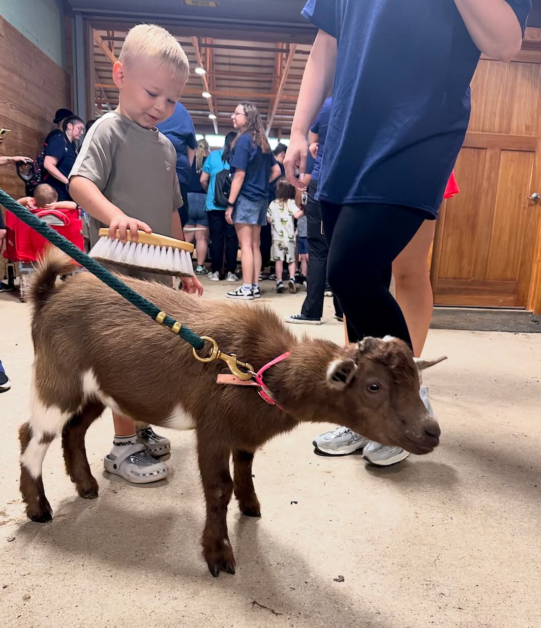 Boy brushing brown goat at indoor petting zoo