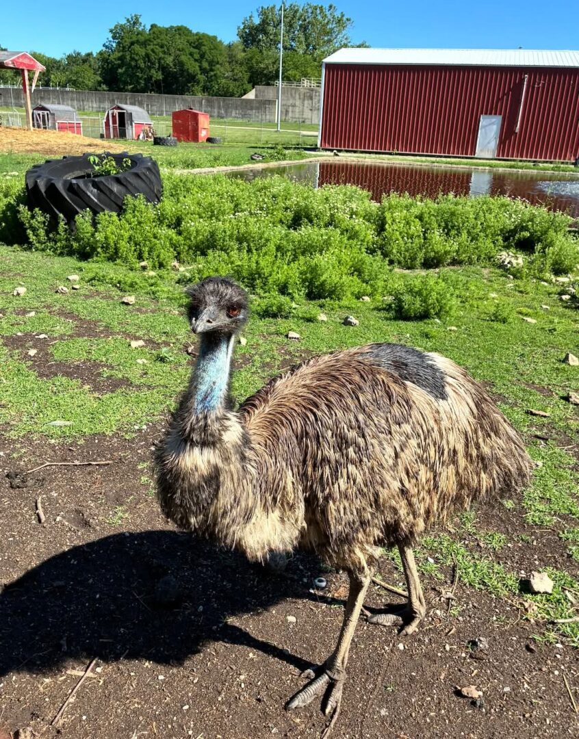 Emu standing on farm near red barn