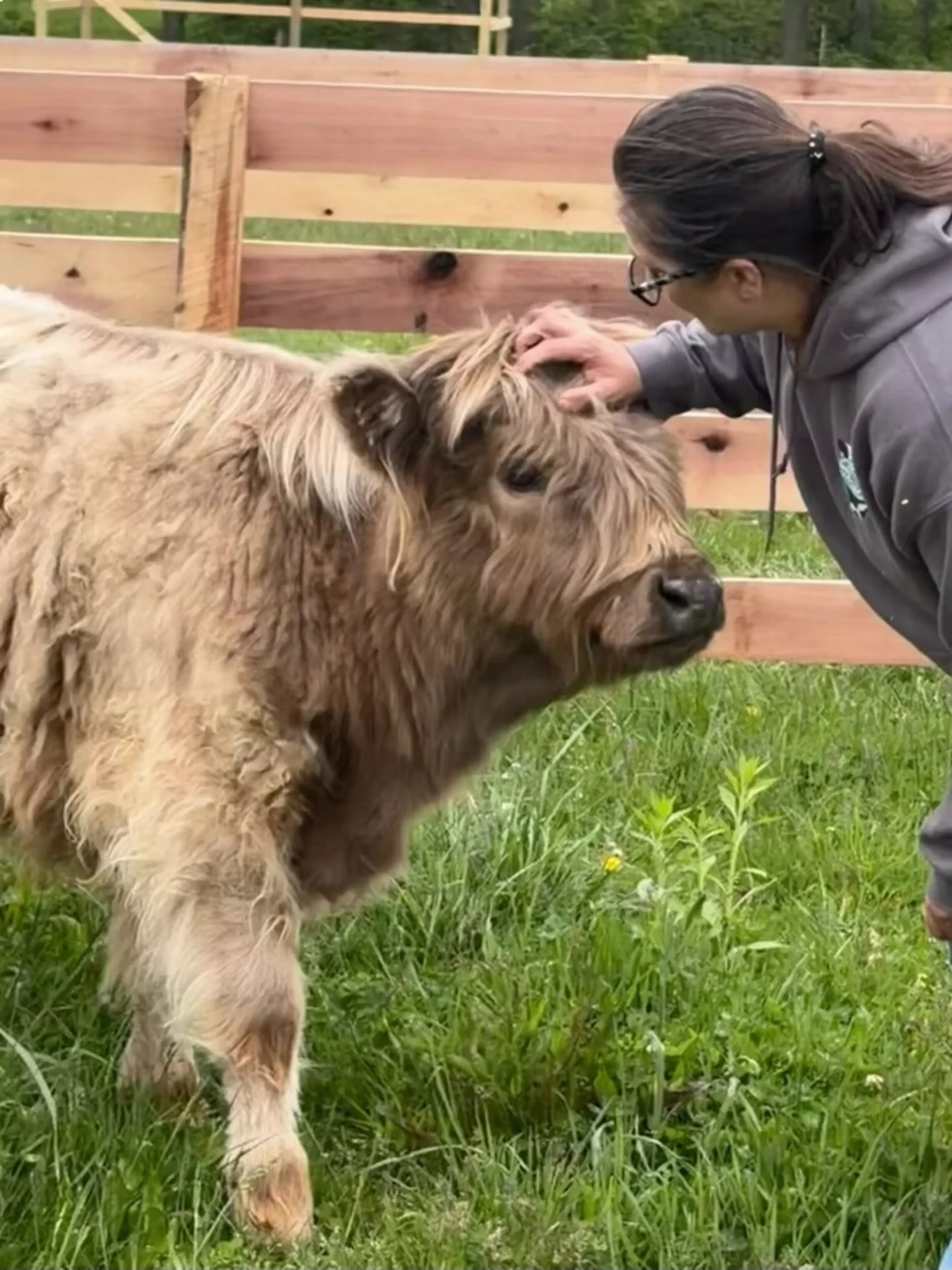 Person petting shaggy brown cow in pasture