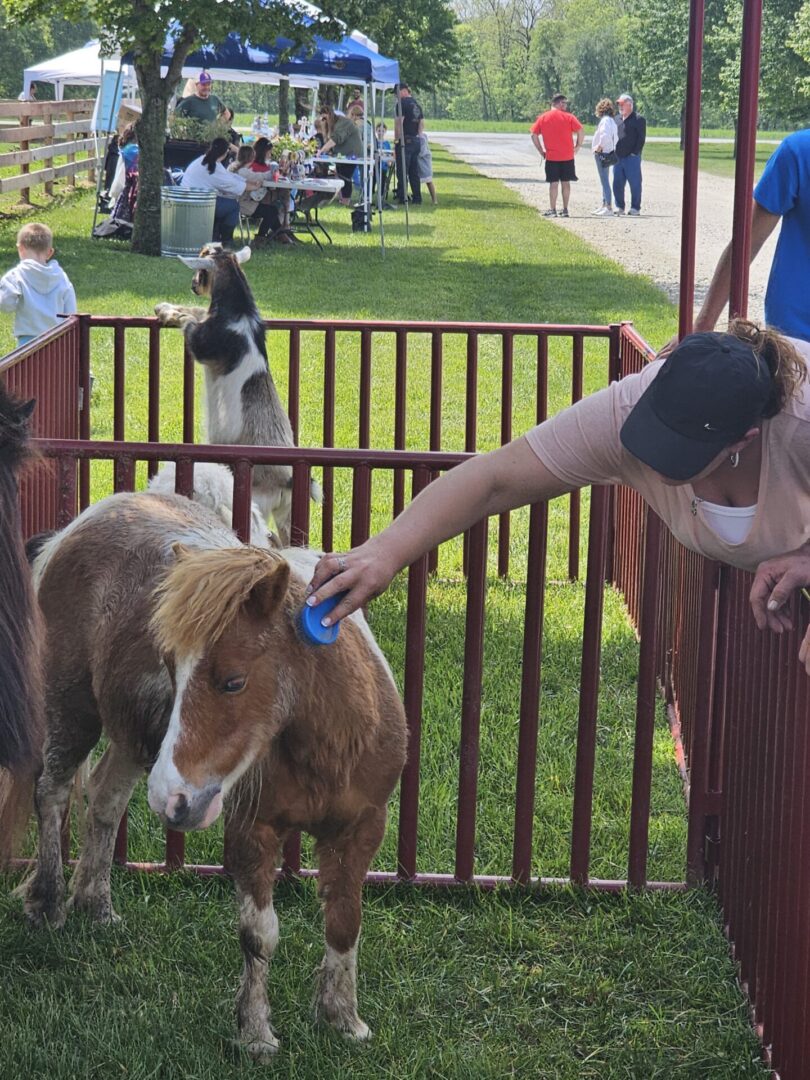 Person brushing pony and goat at petting zoo