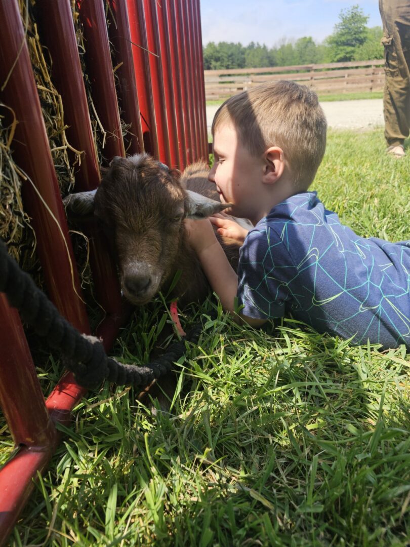 Child cuddling small goat near red fence