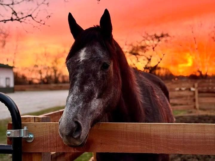 Dark horse at wooden fence during sunset